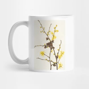 Witch-hazel - Botanical Illustration Mug